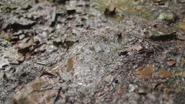 Cierre Pequeño Charco Con Lluvia Goteando Movimiento Lento Con Enfoque — Vídeos de Stock