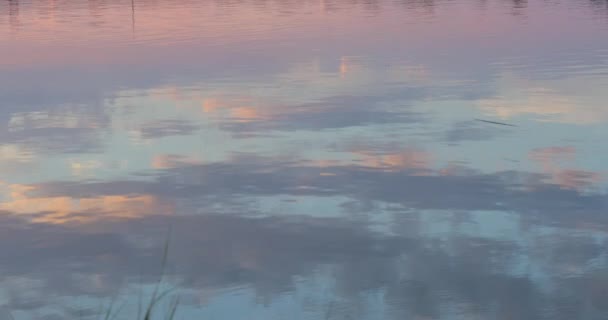 日没時に湿地帯の芝生を中心とした穏やかな沼の水 — ストック動画