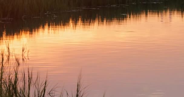 Marsh Gräs Gyllene Solnedgång Ljus Med Båt Fjärran Och Lugnt — Stockvideo