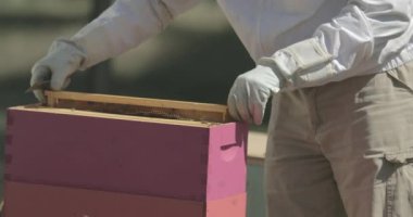 Arı yetiştiricisi bal arılarını kontrol ederken bir arı kovanına bir çerçeveyi yerleştirir.