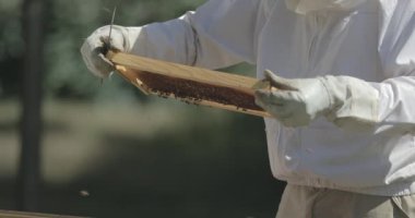 Arı yetiştiricisi bal arılarıyla çalışırken bir arı kovanından bal peteğini kontrol eder..