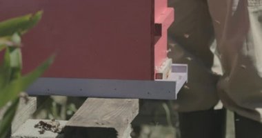 Bal arıları gün boyunca arı kovanının etrafında uçar..