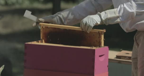 Apicultor Remove Quadro Favo Mel Uma Colmeia Enquanto Verifica Abelhas — Vídeo de Stock