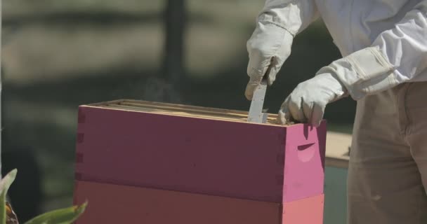 Včelař Odstraní Úlu Rám Plástve Medonosné Při Kontrole Včel — Stock video
