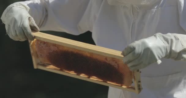 Apicultor Coloca Quadro Favo Mel Uma Colmeia Enquanto Verifica Abelhas — Vídeo de Stock