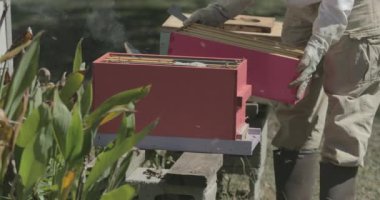 Bir arı yetiştiricisi arıları kontrol ederken arı kovanı ve bal arısı ekipmanıyla çalışır..