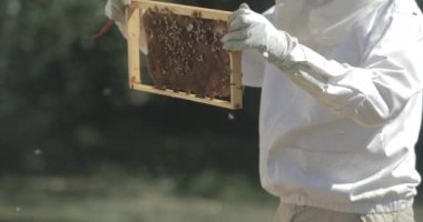 Arı yetiştiricisi bal arılarıyla çalışırken bir arı kovanından bal peteğini kontrol eder..
