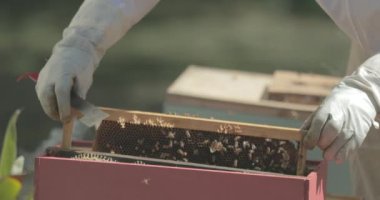 Arı yetiştiricisi bal arılarını kontrol ederken arı kovanından bal peteğini yerleştirir ve kaldırır.
