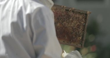 Arı yetiştiricisi bal arılarıyla çalışırken bir arı kovanından bal peteğini kontrol eder..
