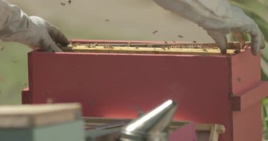 Arı yetiştiricisi bal arılarıyla çalışırken bir arı kovanının içindeki çerçeveleri kontrol eder..