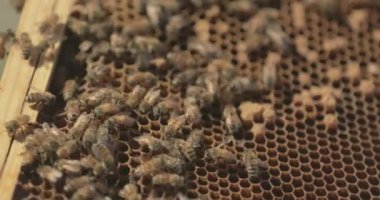 Arı kovanından bal peteği çerçevesi üzerinde bal arıları.