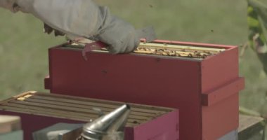 Arı yetiştiricisi bal arılarıyla çalışırken bir arı kovanının içindeki çerçeveleri kontrol eder..