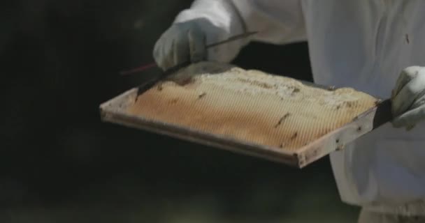 Včelař Při Práci Včelami Kontroluje Rámeček Plástů Včelího Úlu — Stock video