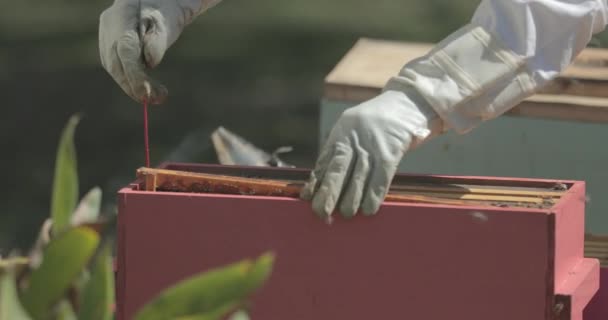 Včelař Odstraní Starý Rám Včelího Hnízda Při Kontrole Včel Medonosných — Stock video