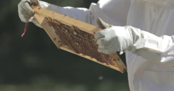 Včelař Při Práci Včelami Kontroluje Rámeček Plástů Včelího Úlu — Stock video