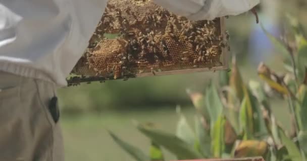 Imker Entfernt Bienenwabenrahmen Aus Bienenstock Während Honigbienen Kontrolliert — Stockvideo