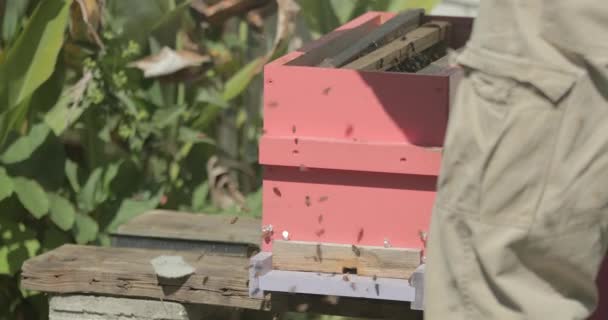 蜜蜂白天在蜂窝里飞来飞去 — 图库视频影像