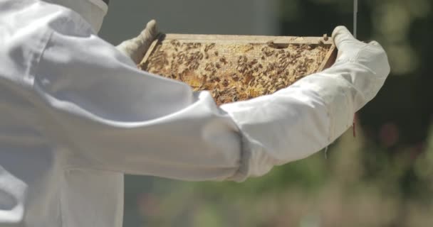養蜂家はミツバチと仕事をしながら蜂の巣からハニカムのフレームをチェックします — ストック動画