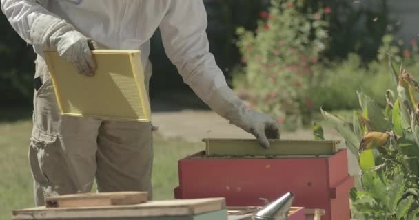 Méhész Üres Kereteket Helyez Méhkasba Miközben Ellenőrzi Méheket — Stock videók