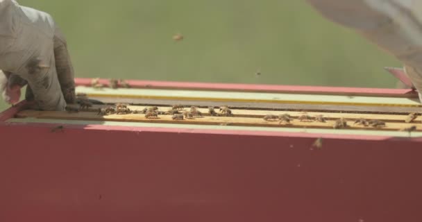 Méhész Ellenőrzi Méhkasban Lévő Kereteket Miközben Méhekkel Dolgozik — Stock videók