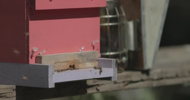 Méhek Napközben Repkednek Méhkasban — Stock videók