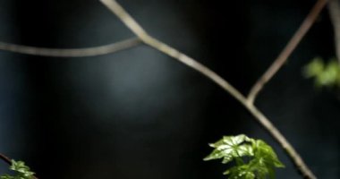 İlkbaharda filizlenen ağaç tomurcukları, arka planda akan bir dereyle birlikte ormanda taze büyüme sağlar.