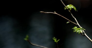 İlkbaharda filizlenen ağaç tomurcukları, arka planda akan bir dereyle birlikte ormanda taze büyüme sağlar.