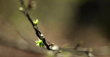 İlkbaharda filizlenen ağaç tomurcukları ormanda taze bir büyüme sağlar.