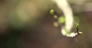 İlkbaharda filizlenen ağaç tomurcukları ormanda taze bir büyüme sağlar.