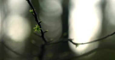 İlkbaharda filizlenen ağaç tomurcukları ormanda taze bir büyüme sağlar.