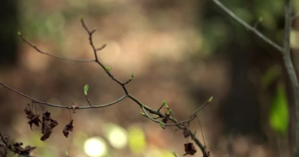 Boomtoppen Groeien Het Voorjaar Voor Verse Groei Een Bos — Stockvideo