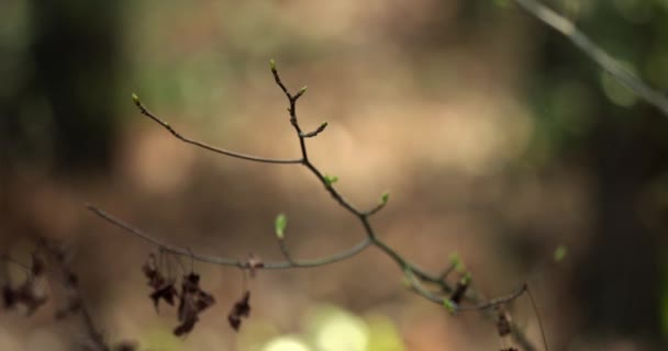 Boomtoppen Groeien Het Voorjaar Voor Verse Groei Een Bos — Stockvideo