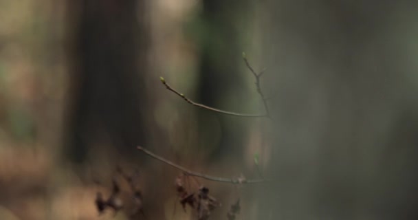 Lkbaharda Filizlenen Ağaç Tomurcukları Ormanda Taze Bir Büyüme Sağlar — Stok video