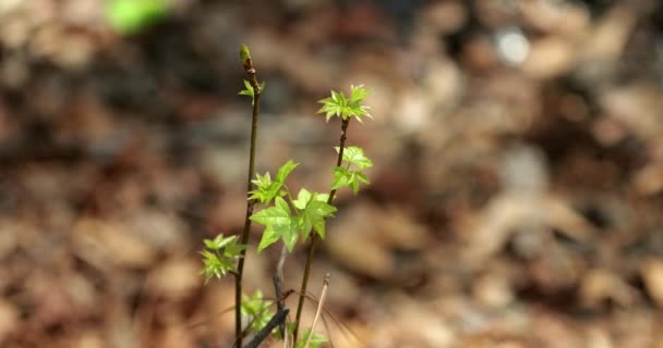 Lkbaharda Filizlenen Ağaç Tomurcukları Ormanda Taze Bir Büyüme Sağlar — Stok video
