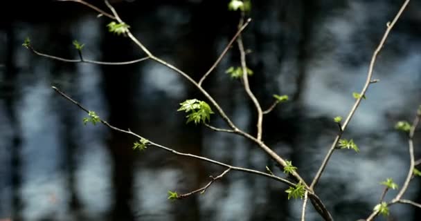 Boom Knoppen Groeien Tijdens Lente Voor Verse Groei Een Bos — Stockvideo