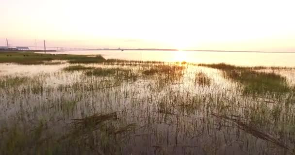 Volando Sobre Hierba Del Pantano Puerto Charleston Amanecer — Vídeos de Stock