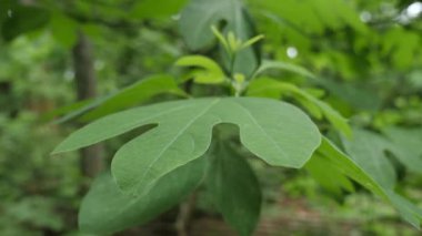 # Yapraklar bir sassafras ağacında # # Ormandaki meltemde usulca eser #