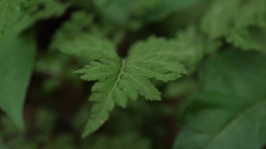 Bu sığ odak noktasında ormanda zarif bir eğrelti otu yetişiyor.