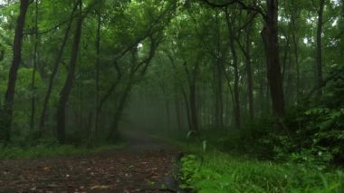 Ormandaki yağmur fırtınasında sisli bir yol