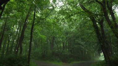 Ormandaki bir yol, gideceği yeri seçmek için ikiye ayrılır.