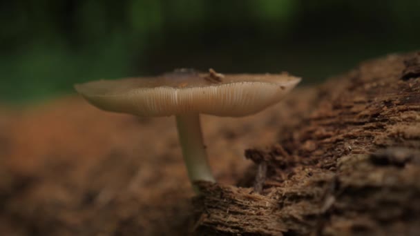 在森林中央的一根枯死的圆木上 手持着蘑菇的照片 — 图库视频影像