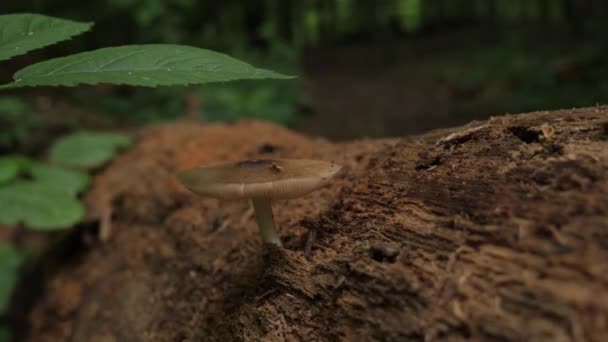Tiro Mano Hongo Creciendo Tronco Muerto Medio Bosque — Vídeo de stock