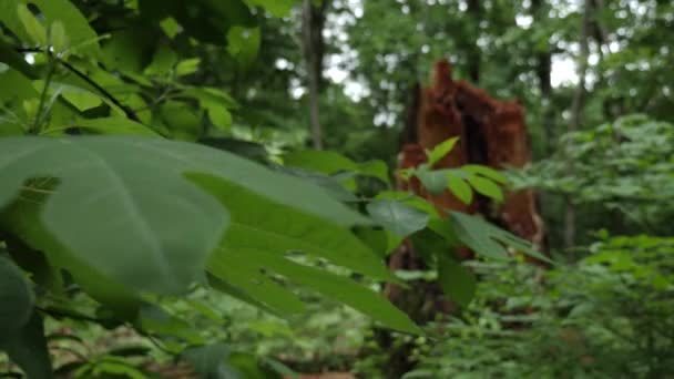 Bladeren Van Een Sassafras Boom Een Dode Stam Van Een — Stockvideo