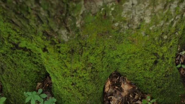 Moss Cresce Lado Norte Carvalho Floresta — Vídeo de Stock