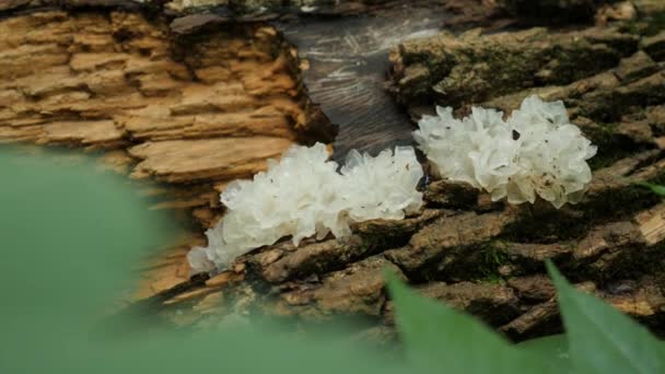 Fungo Cresce Albero Morto Nella Foresta — Video Stock