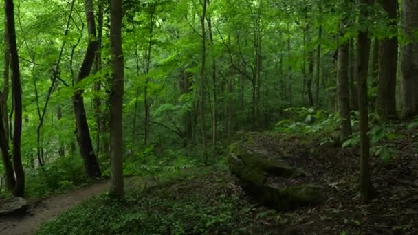 Дивлячись Вниз Стежці Посеред Лісу Який Використовується Піших Прогулянок — стокове відео