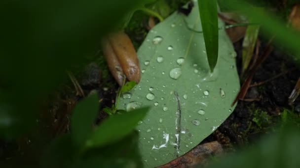 Yağmur Damlaları Ormandaki Düşen Bir Yaprağın Üzerinde Oluşur — Stok video