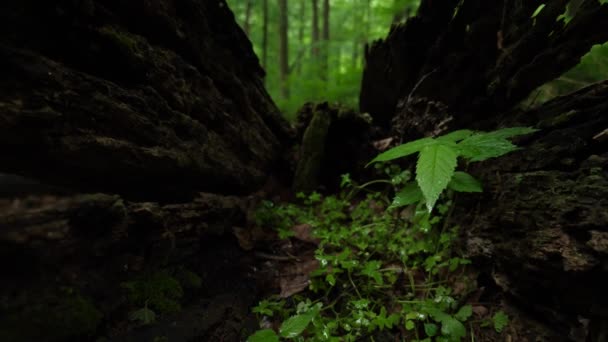 Nový Rostlinný Porost Padlém Polenu Lese Během Deště — Stock video