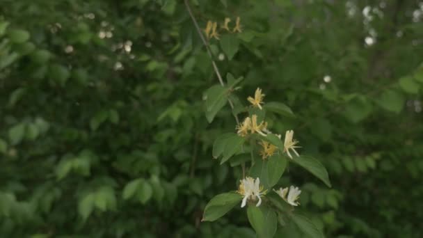 Chèvrefeuille plante de vigne poussant dans une forêt avec des fleurs remplies de nectar