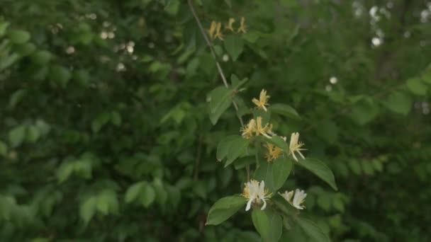 Chèvrefeuille Plante Vigne Poussant Dans Une Forêt Avec Des Fleurs — Video